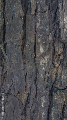 Fototapeta Naklejka Na Ścianę i Meble -  surface texture of mahogany bark