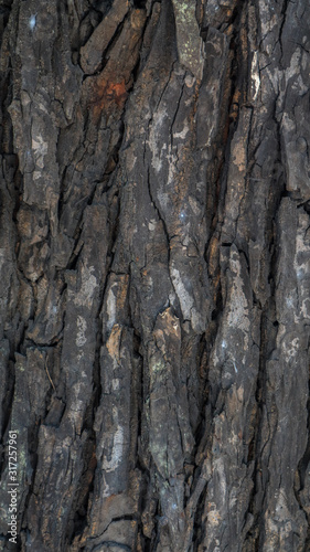 surface texture of mahogany bark