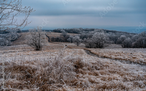 glade in the frost