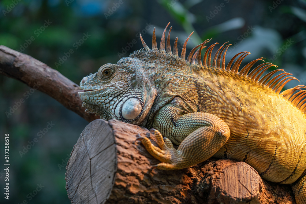 Iguana posé Iguana posé