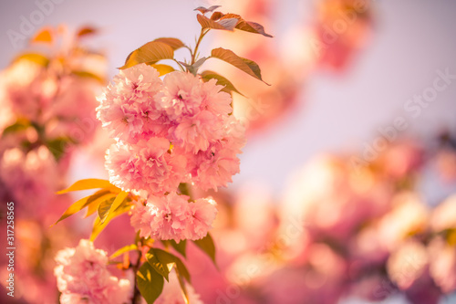 Fototapeta Naklejka Na Ścianę i Meble -  Blossom tree over nature background wit sunset light. Spring flowers on blurred background