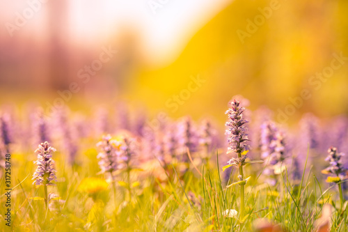Flowering meadow, beautiful purple meadow flowers in sunset light with blurred dream background. Peaceful nature scene