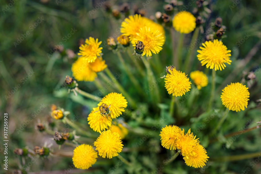 Bee on dandelion flowers and daisies. Spring summer nature background Bee on dandelion flowers and daisies. Spring summer nature background