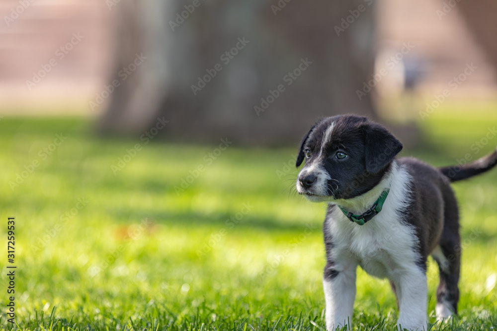 Little Border Collie puppy sitting running playing in the garden. Outdoor dog portrait Little Border Collie puppy sitting running playing in the garden. Outdoor dog portrait