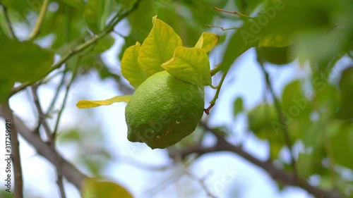 Lime ripening on a tree in 4k slow motion 60fps photo