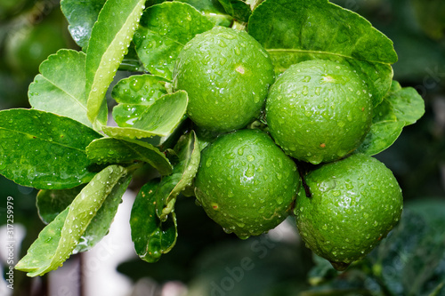 The kaffir lime tree is dense. Fresh bergamot fruits on bergamot tree. The result is a sphere.