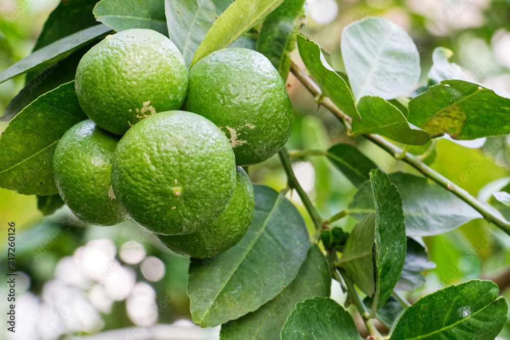 The kaffir lime tree is dense. Fresh bergamot fruits on bergamot tree. The result is a sphere.