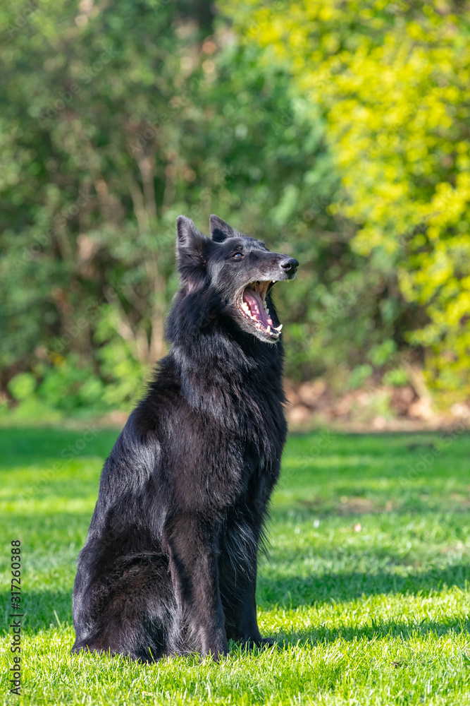 Beautiful fun Groenendael dog focusing. Black Belgian Shepherd Groenendael autumn portrait. Summer portrait of black groenendael-dog with green background