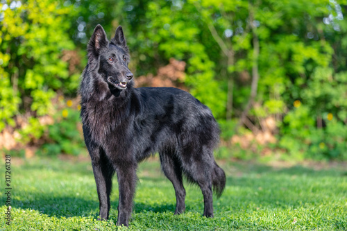 Foto Beautiful fun Groenendael dog focusing