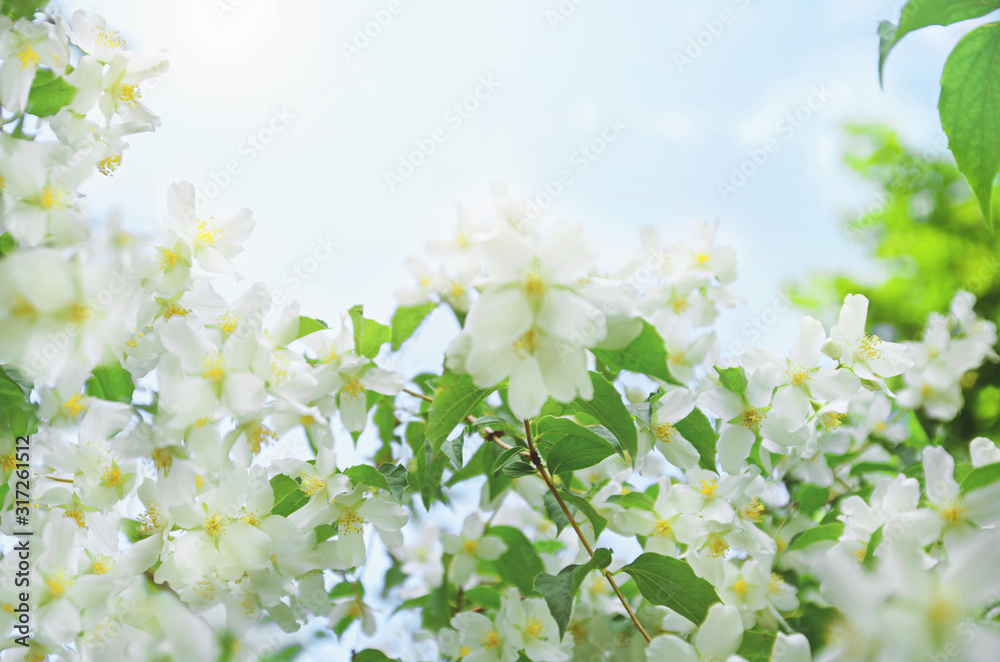 Natural summer background with white Jasmine blossoming flowers on a branch and blue clear spring sky, copy space
