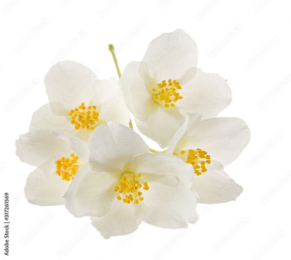 Jasmine spring flowers group isolated on white background, close-up