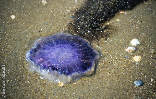 Photography Netherlands. Blue jellyfish