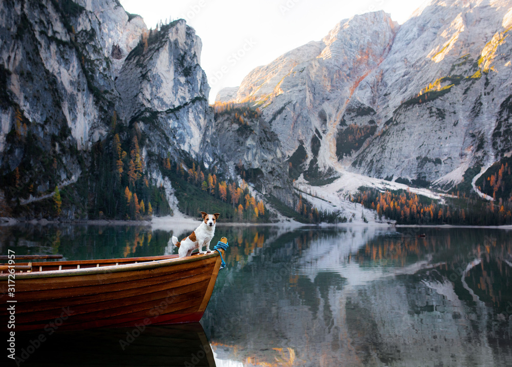dog in a boat on a lake. Jack Russell Terrier in nature. Traveling with a pet to Italy, Lago di Braies