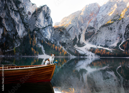 dog in a boat on a lake. Jack Russell Terrier in nature. Traveling with a pet to Italy, Lago di Braies