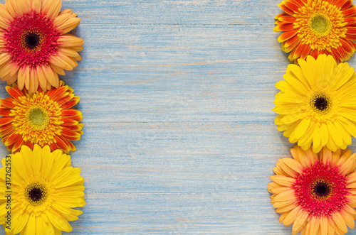 Spring gerbera flowers on blue wooden table background. Copy space and frame