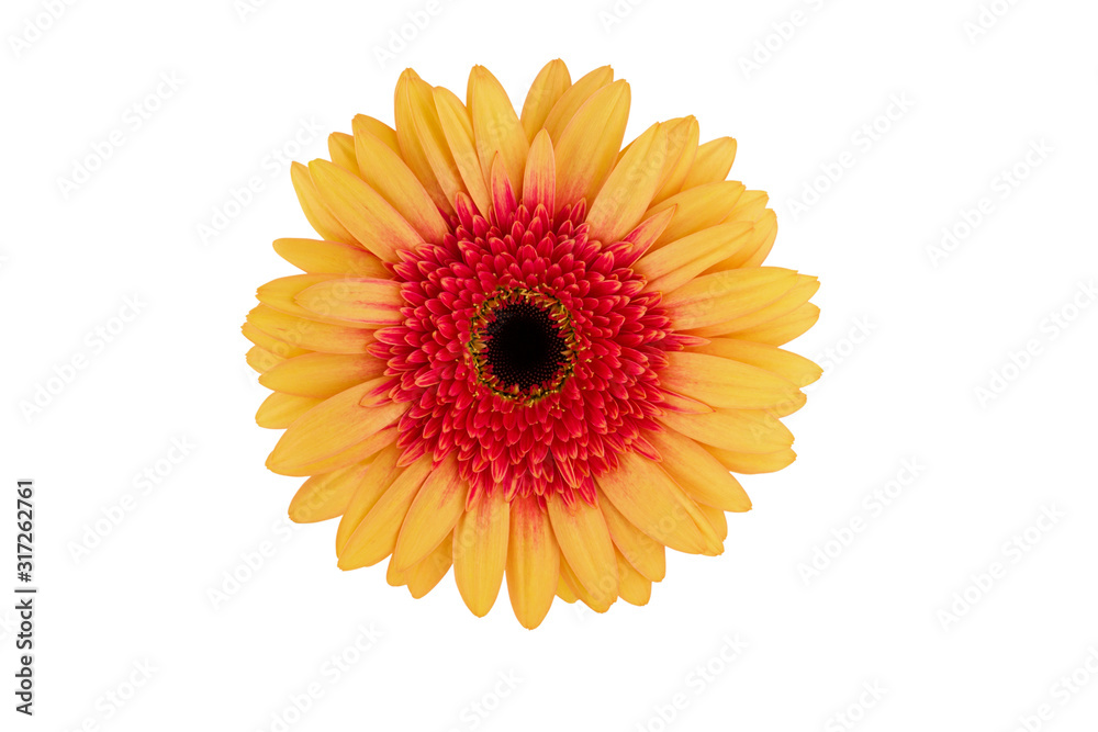 Orange yellow gerbera flower isolated on white background with clipping path