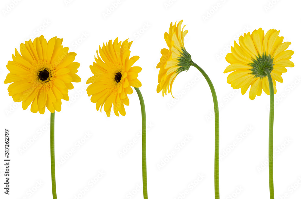 Isolated gerbera. Four yellow flower gerberas on a stem isolated on white background - obrazy, fototapety, plakaty 