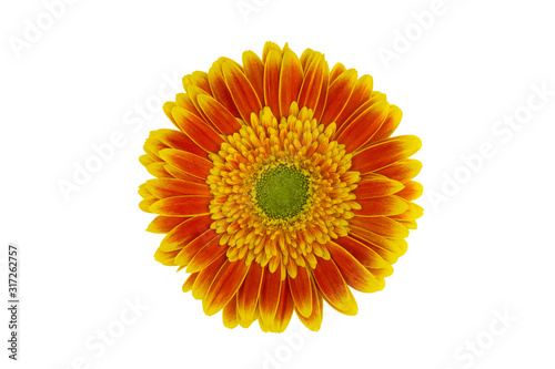 Gerbera orange with yellow flower isolated on white background with clipping contour  close-up