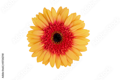 Orange yellow gerbera flower isolated on white background with clipping path