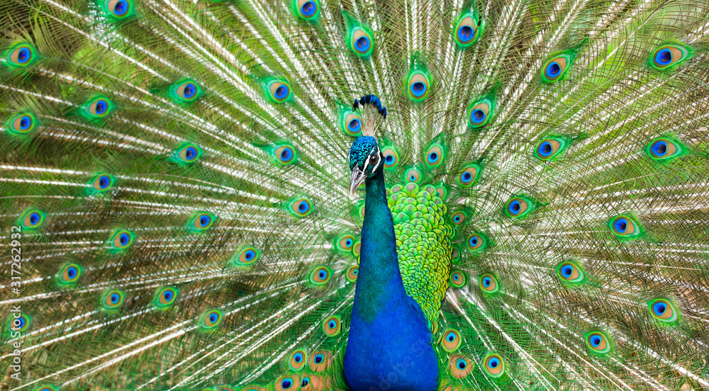 Obraz premium Proud Peacock. bright bird with beautiful plumage, green shades.
