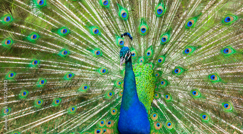 Proud Peacock. bright bird with beautiful plumage, green shades.