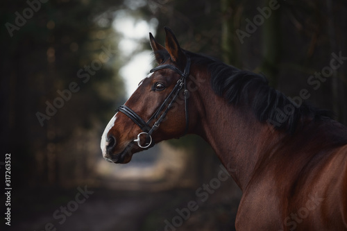 close up portrait of stunning trakehner gelding sport horse boy with white line on road in forest
