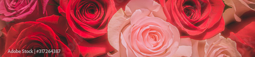 Red and pink roses. Floral background. Flowers closeup. Wediding and valentine. The rose petals.