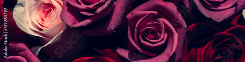 Red and pink roses. Floral background. Flowers closeup. Wediding and valentine. The rose petals.