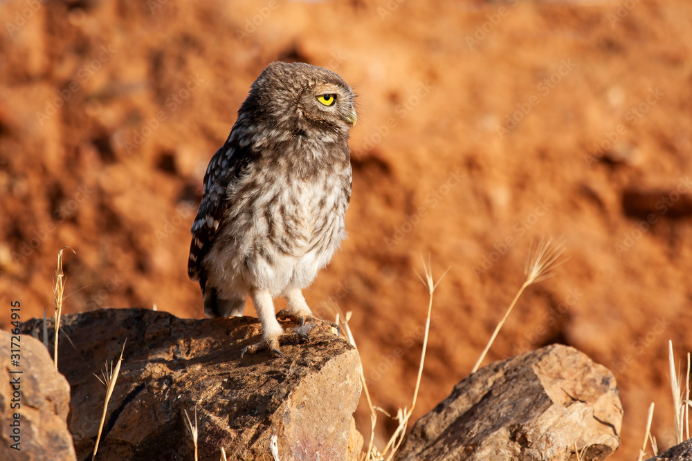 Little owl, Athene noctua. Young man perched on his usual innkeeper next to the nest