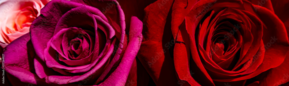 Fototapeta premium Red and pink roses. Floral background. Flowers closeup. Wediding and valentine. The rose petals.