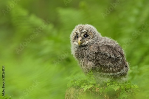 Ural owl (Strix uralensis) juv. in the natural greeny enviroment