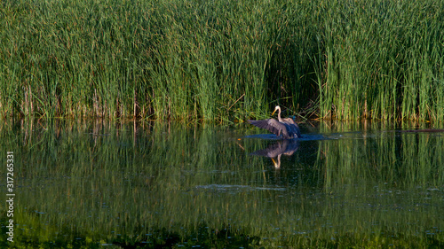 Great blue heron flying, green surrounding, urban park.