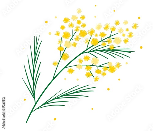 Yellow mimosa flower branch symbol of spring isolated on white. Bundle of parts of gorgeous spring flowering plant. Elegant floral decorations. Vector illustration.