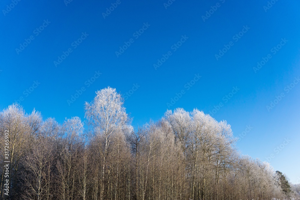 Snow covered winter bushes, natural background. Snow covered winter bushes, natural background.