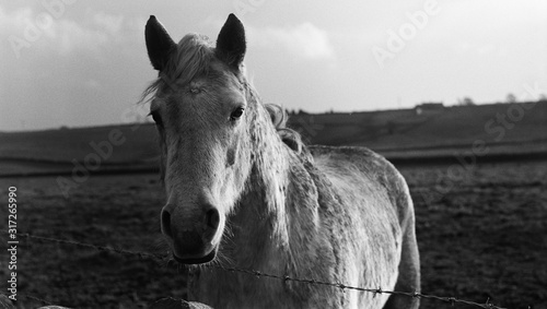 horse in field in England © James