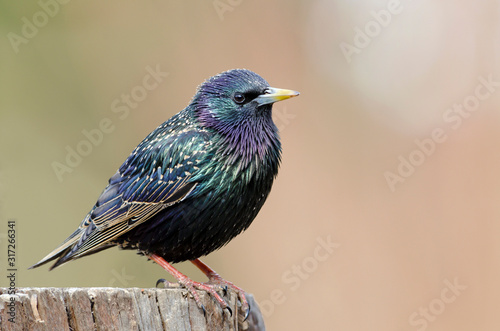 Common Starling | Star