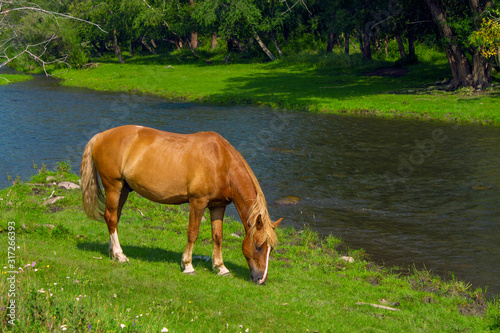 Lonely horse grazes on the river