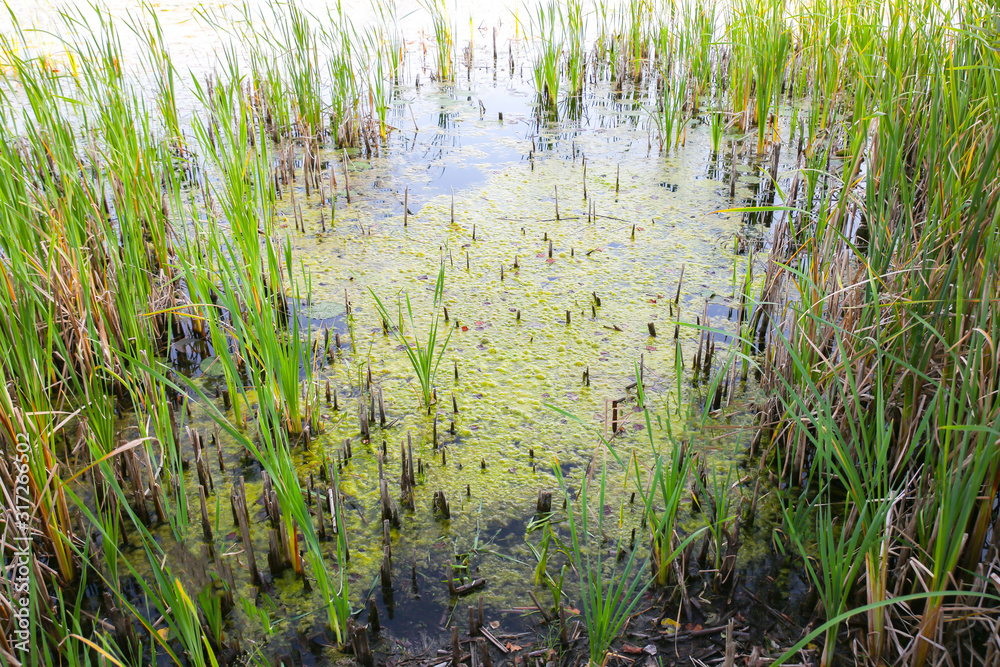 Swamp river in the duckweed. Wetland scirpus plant. Swamp river in the duckweed. Wetland scirpus plant.