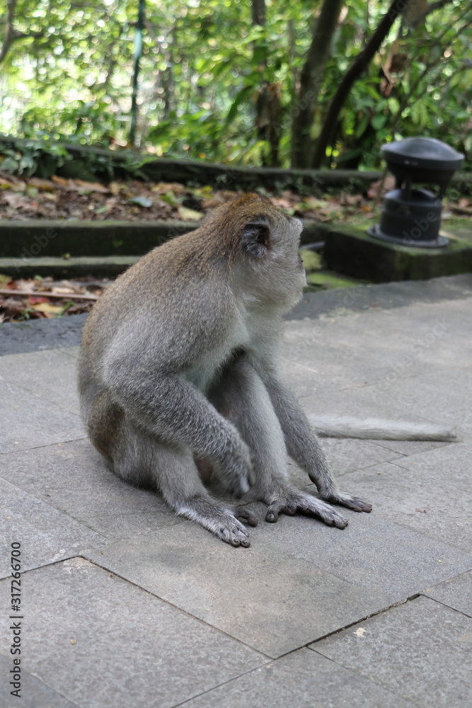 Obraz premium monkey sitting