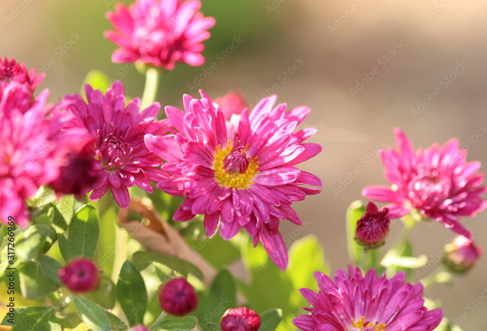 Obraz premium Aster flower