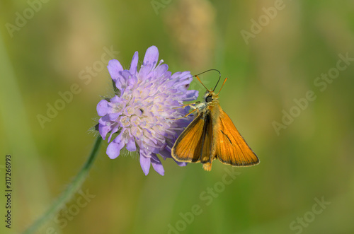 Rostfarbiger Dickkopffalter  auf Acker-Witwenblume photo