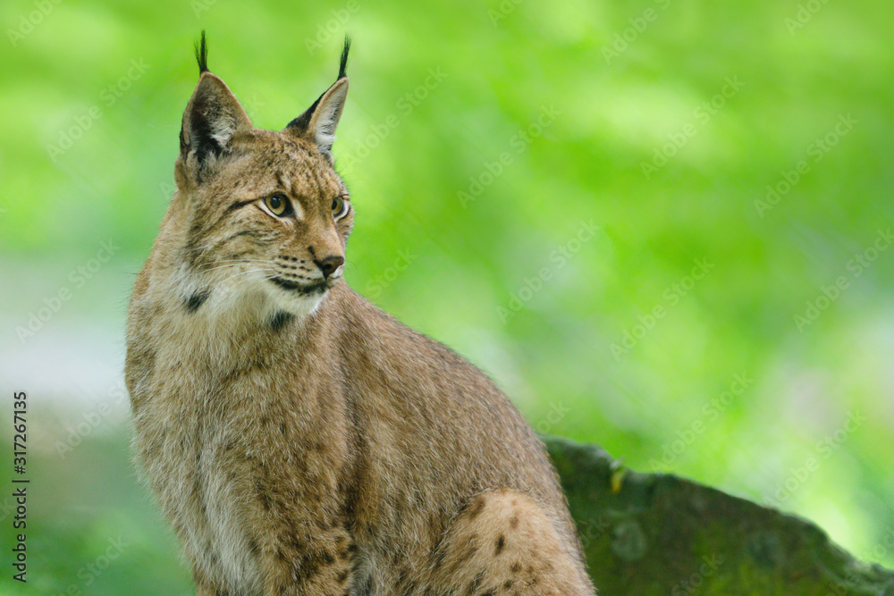 Obraz premium Eurasischer Luchs (Lynx lynx)