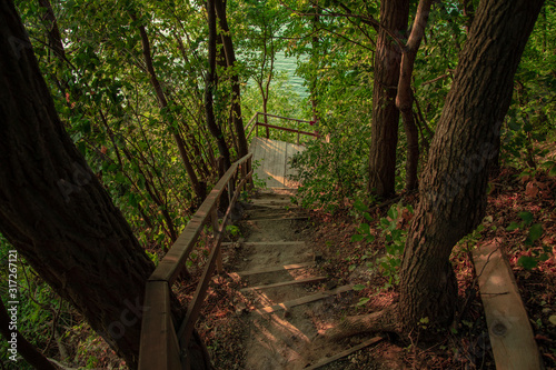 forest environment landscape stairway narrow passage from above to down between green foliage in morning sunset peaceful time twilight lighting