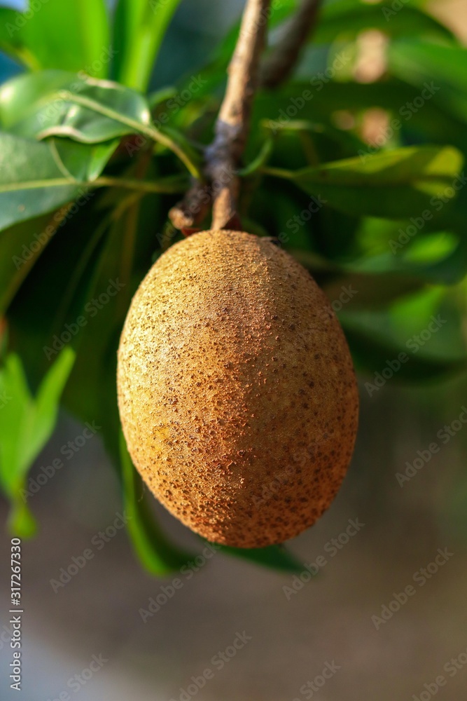 Sapodilla fruit for healthy. This fruit for prevent cancer, constipation and dehydration.