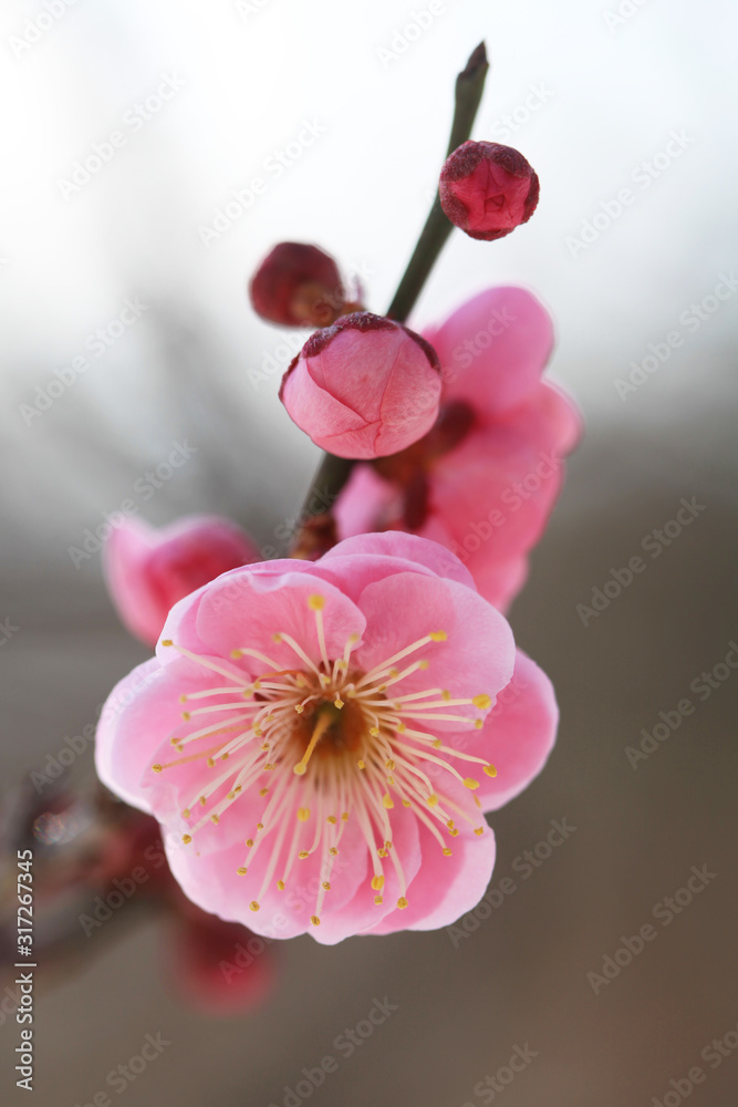 ピンク色の梅の花（世界の図） Stock 写真 | Adobe Stock