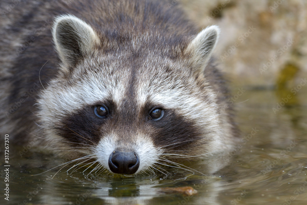 Nordamerikanischer Waschbär