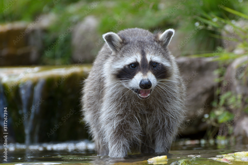 Nordamerikanischer Waschbär Nordamerikanischer Waschbär