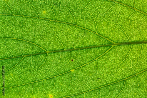 close up detil of green leaf texture photo
