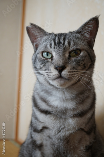 サバトラ猫の上半身のクローズアップ © ykimura65