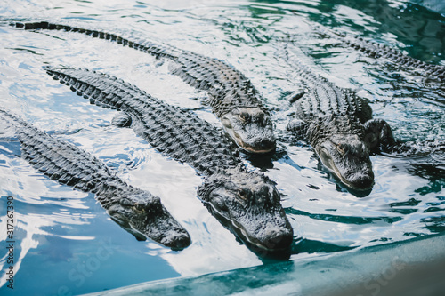 Alligator in the Park